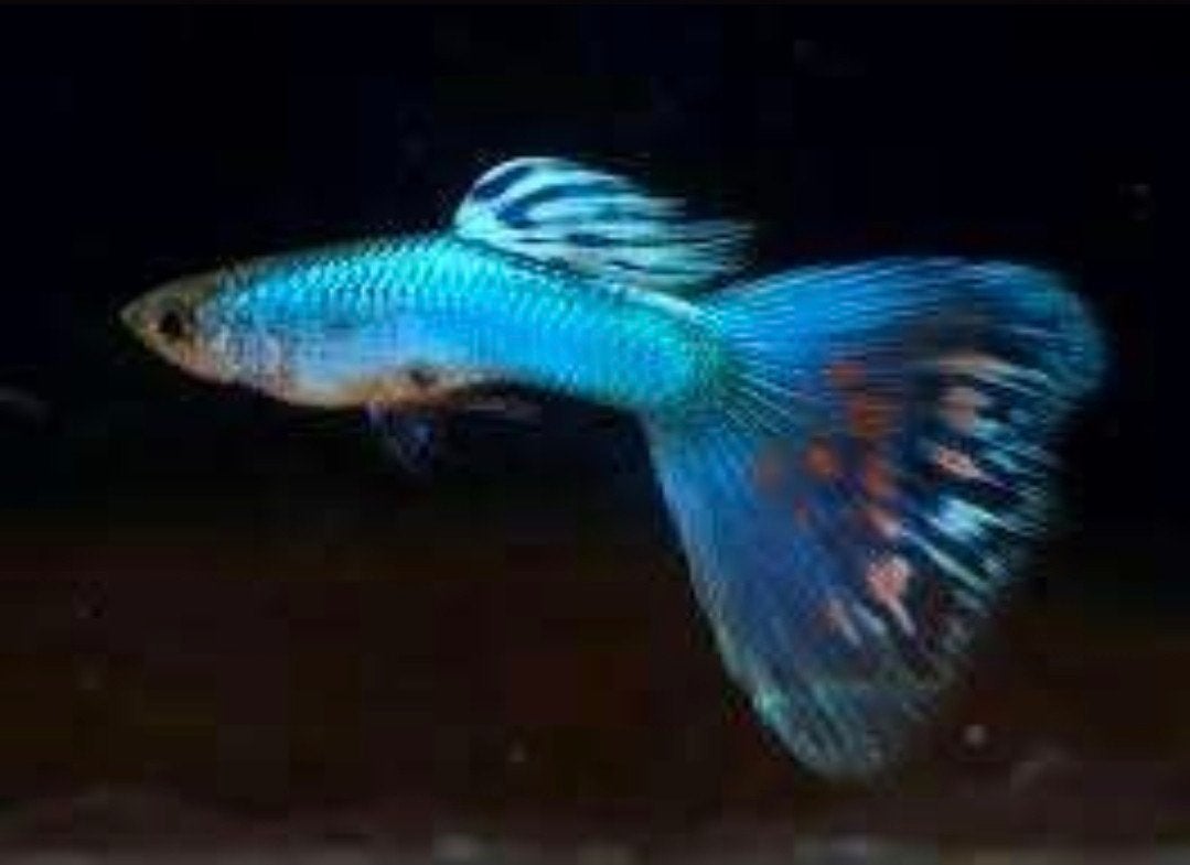 Blue singa gup, Vis