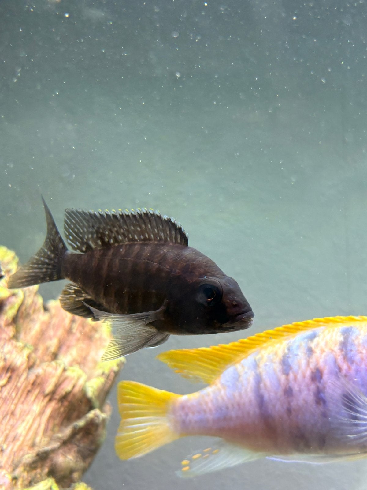 Cichlide Ciclid Cicliden, Vis