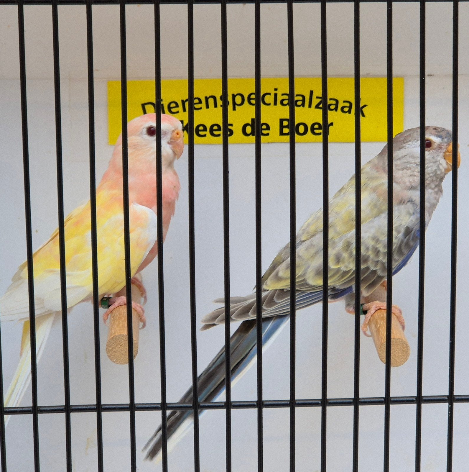 koppel bourke parkieten fallow x ino