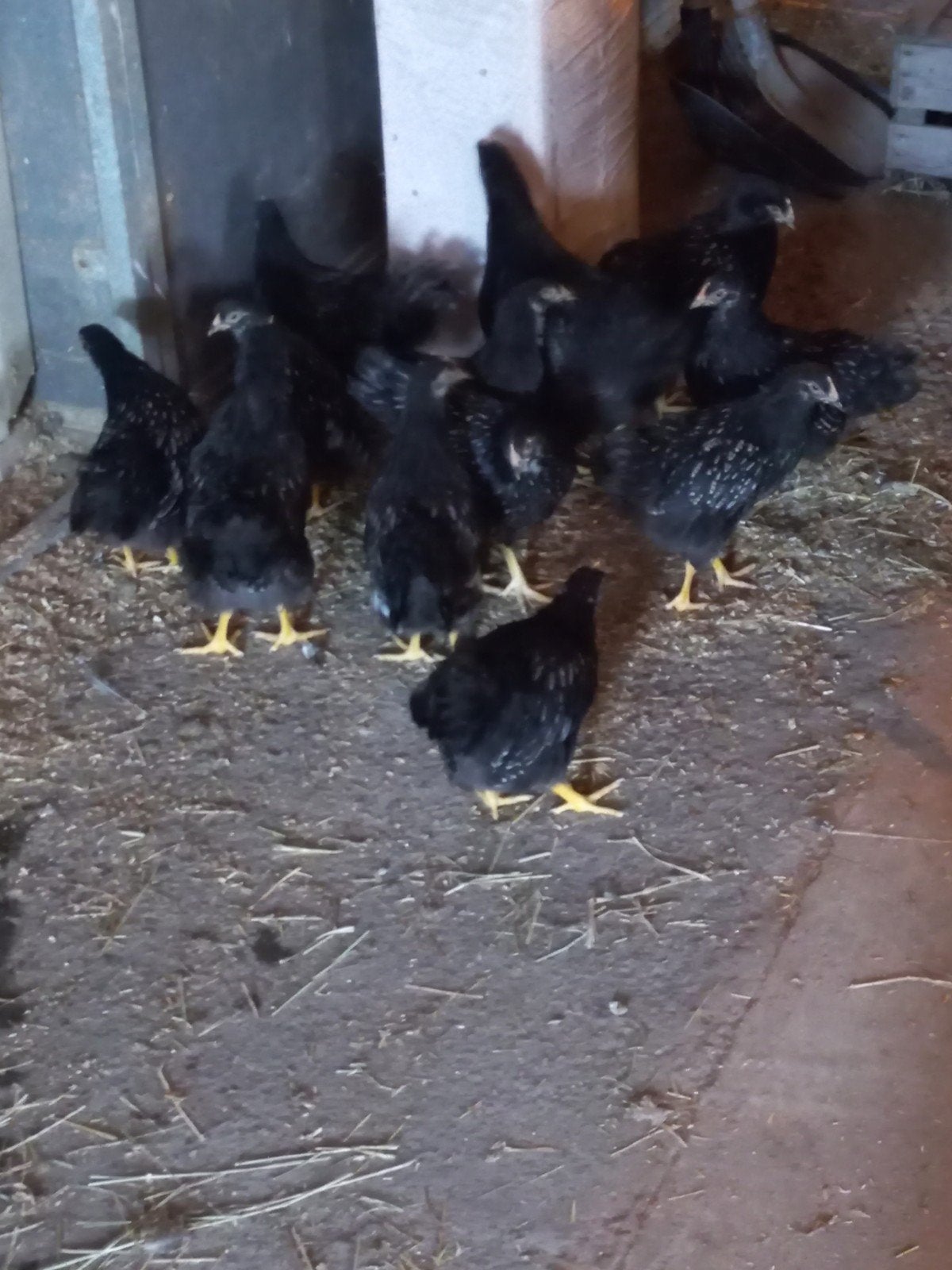 Mooie zilver dubbelgezoomde Barnevelder kuikens, Meerdere dieren, Kip
