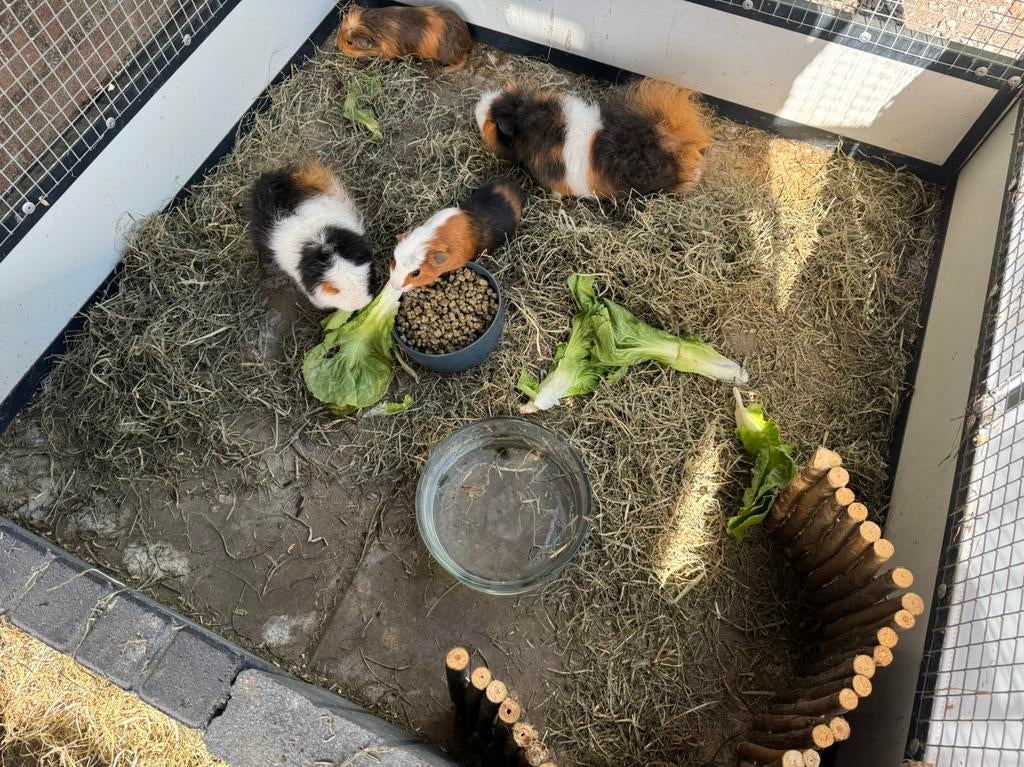 4 mooie cavia beren., Dieren en Toebehoren, Cavia, Mannelijk, November, Tam