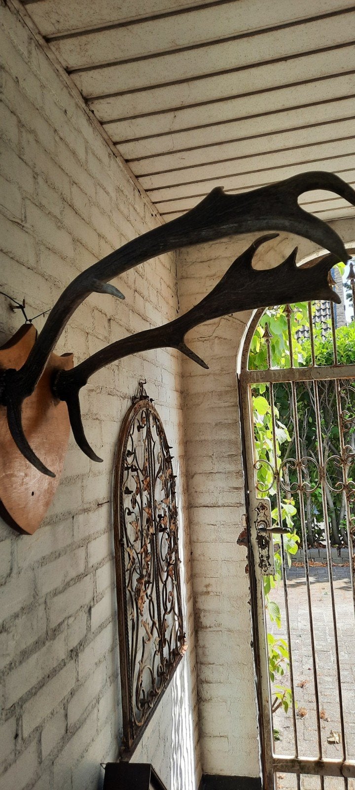 Groot gewei op houten schild - Decoratief, Ophalen