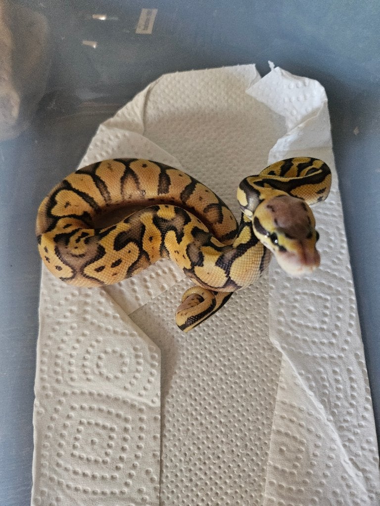 Python regius, Dieren en Toebehoren, Reptielen en Amfibieën, Slang, Tam, 0 tot 2 jaar