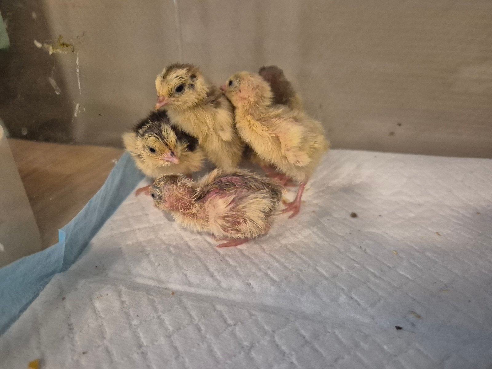 Jonge kwartels - celadon/wildkleur mix, Dieren en Toebehoren, Meerdere dieren, Overige soorten