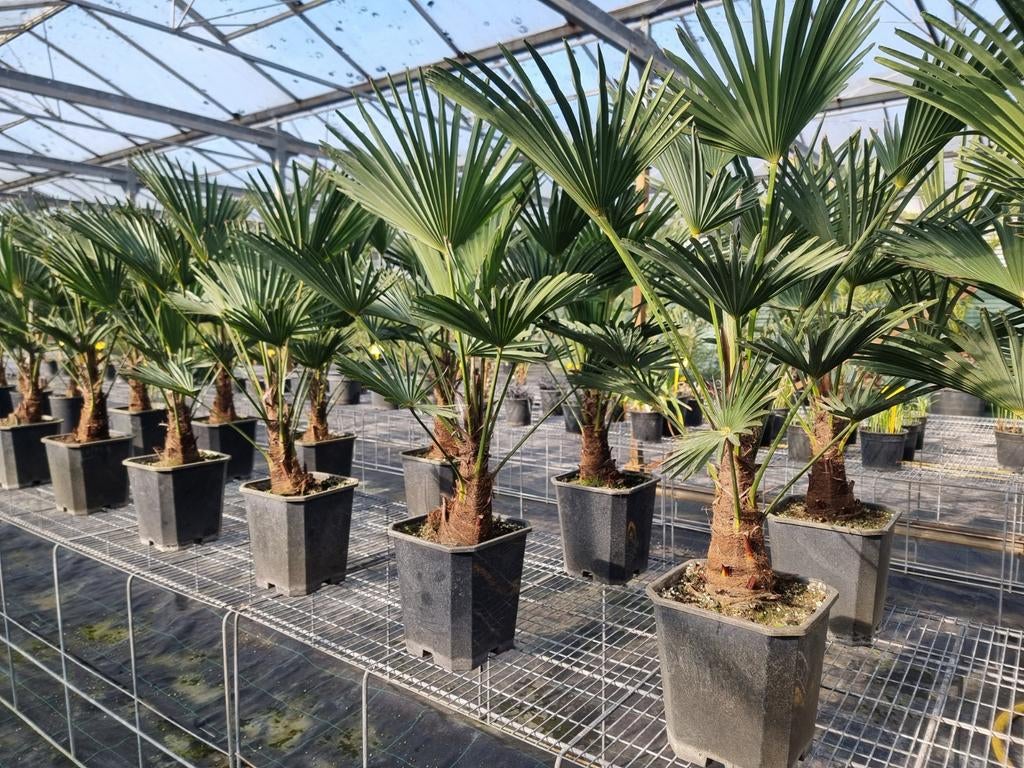 Trachycarpus wagnerianus winterharde palmbomen, Tuin en Terras, Planten | Tuinplanten, Ophalen, Overige soorten, Volle zon