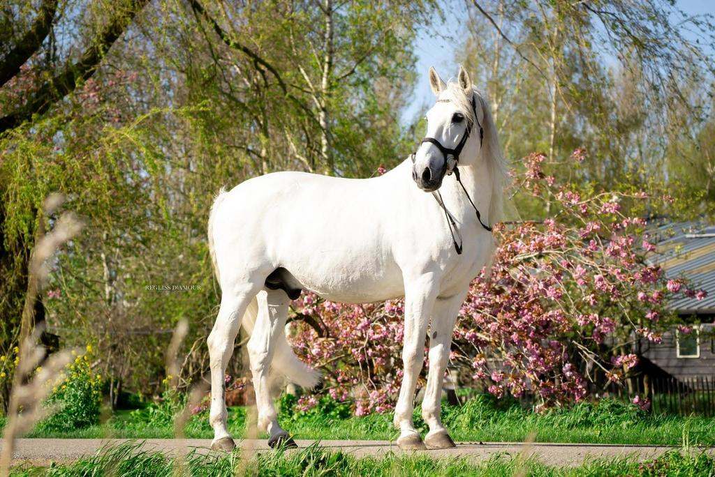 LUSITANO DEKHENGST seizoen 2025/26 diepvries, Dieren en Toebehoren, Paarden en Pony's | Dekhengsten en Fokmerries, Hengst
