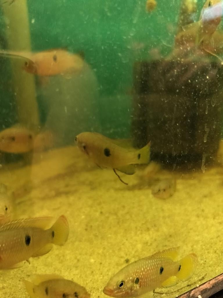Red acara visjes, Dieren en Toebehoren, Vissen | Aquariumvissen