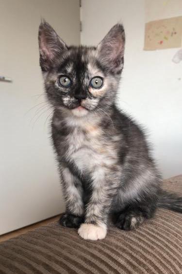 Half Maine Coon Kittens, Poes