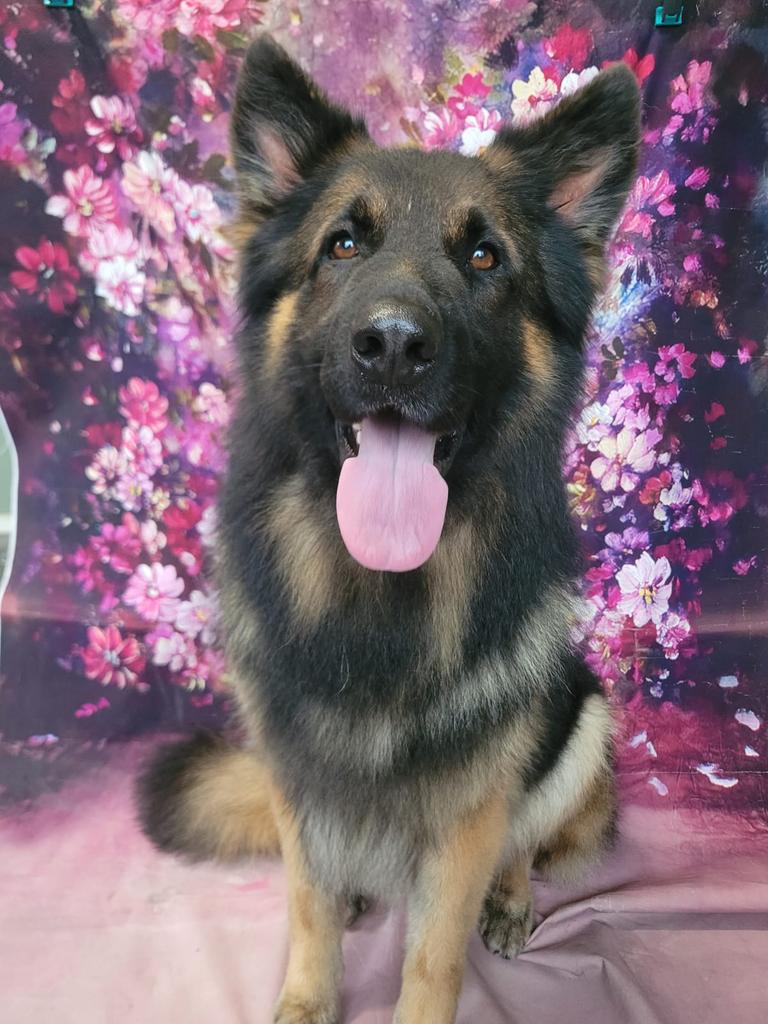 Dekreu oud duitse herder, Reu, Parvo, Eén hond, 3 tot 5 jaar
