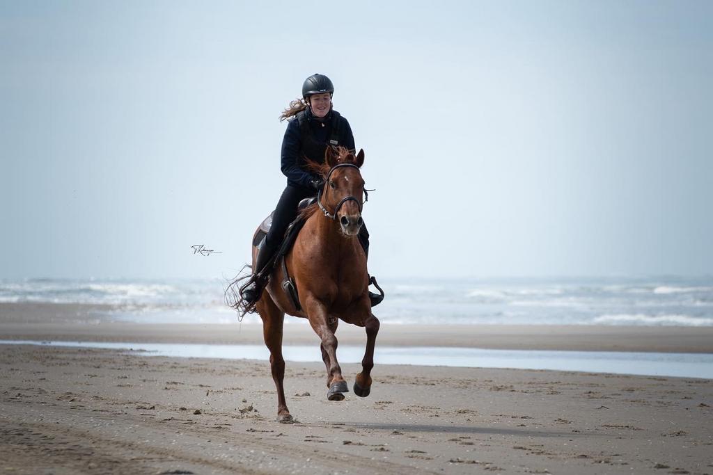 Bijrijdpaard gezocht – omgeving Alkmaar, Dieren en Toebehoren, Paarden en Pony's | Overige Paardenspullen, Verzenden, Nieuw, Dressuur