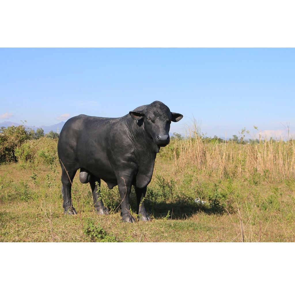 Angus Bull Black beeld – Angus Stier Lengte 243 cm, Ophalen, Nieuw, Overige typen