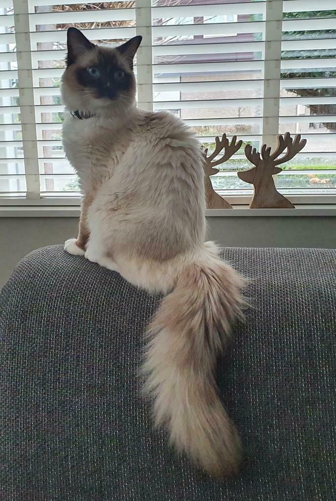 Foto 24 van Ragdoll DNA GETEST(dekkater)NIET TE KOOP