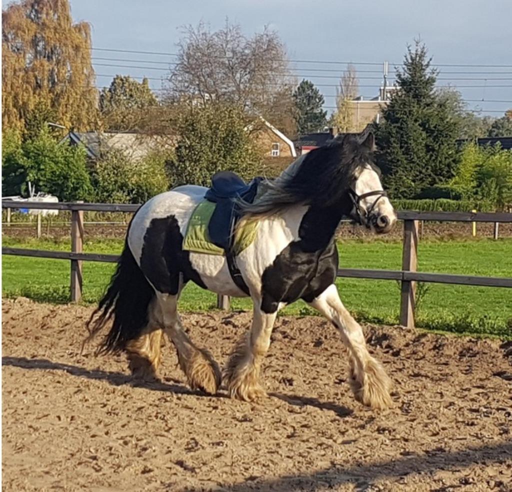 Vanaf januari een plekje vrij voor zadelmak maken!, Ruiter of Bijrijder