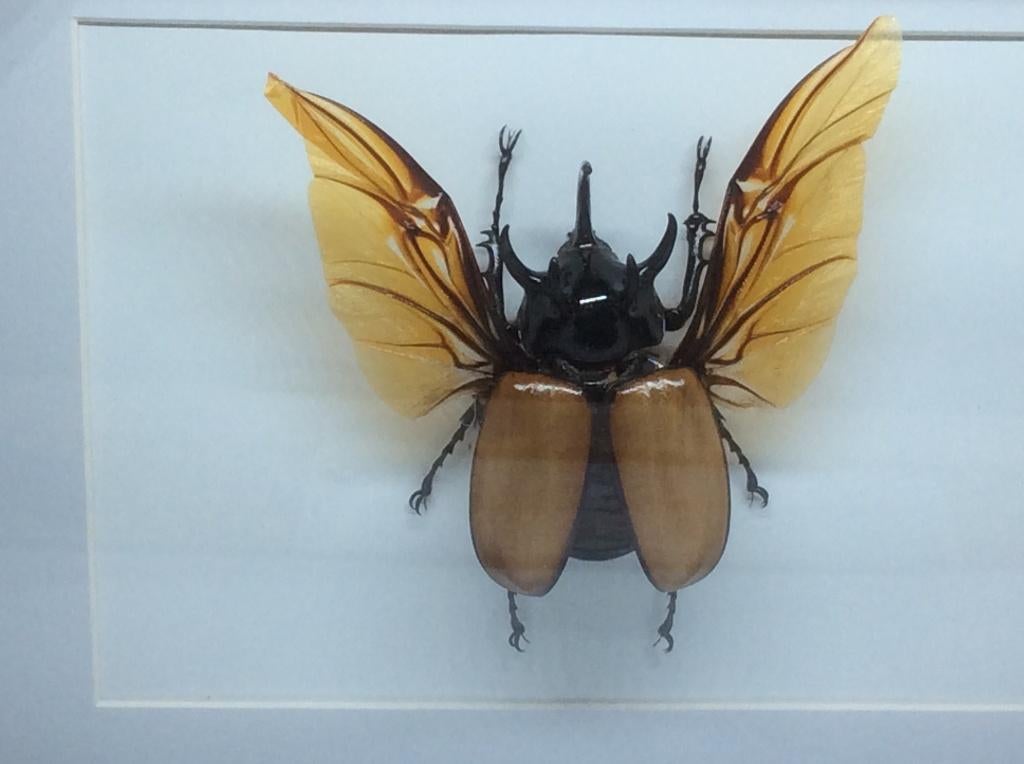 insekt Eupatoris Gracillicornis, Ophalen, Nieuw, Insect, Opgezet dier