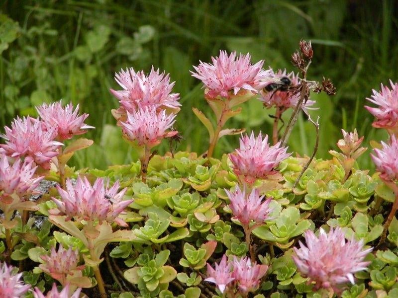 24 Sedum spurium, roze vetmuur p9, Ophalen, Bodembedekkers, Volle zon, Vaste plant