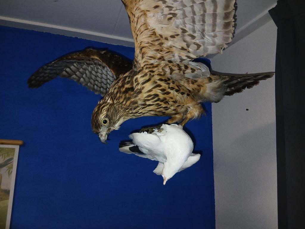 Opgezette jonge havik met duif, Verzamelen, Dierenverzamelingen, Ophalen, Zo goed als nieuw, Vogel, Opgezet dier
