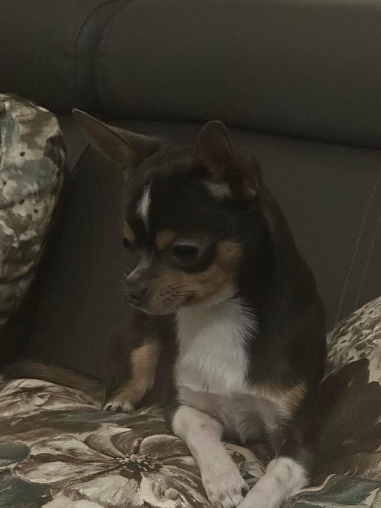Chihuahua/Dekreu, Reu, 1 tot 2 jaar, Parvo, Eén hond