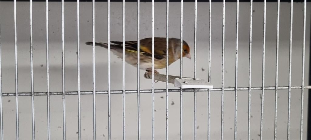 Bastaard Putter man, Dieren en Toebehoren, Vogels | Overige Vogels, Mannelijk