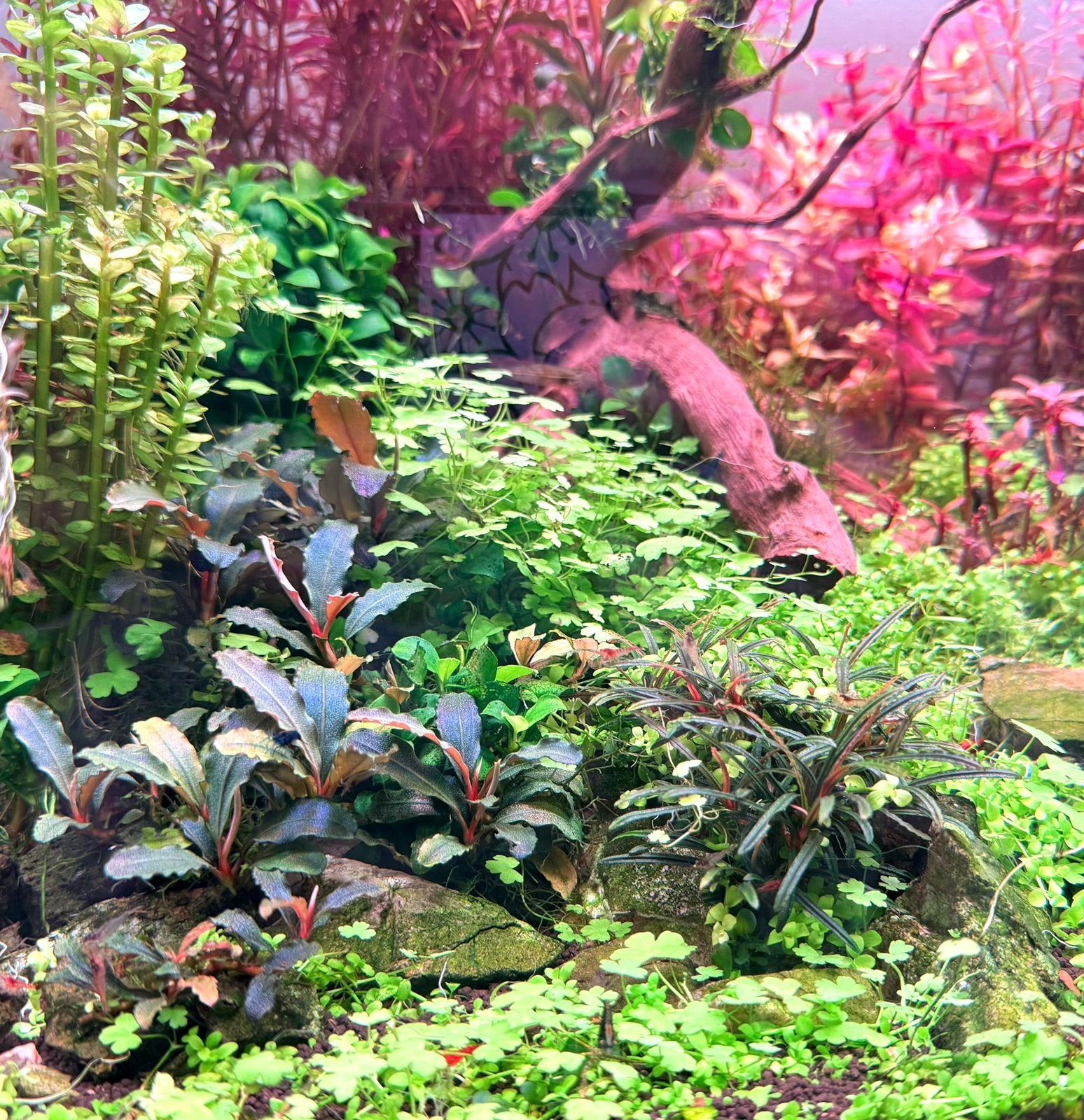 Bucephalandra Kedagang aquariumplant, Dieren en Toebehoren, Ophalen of Verzenden, Nieuw, Plant(en), Steen of Hout