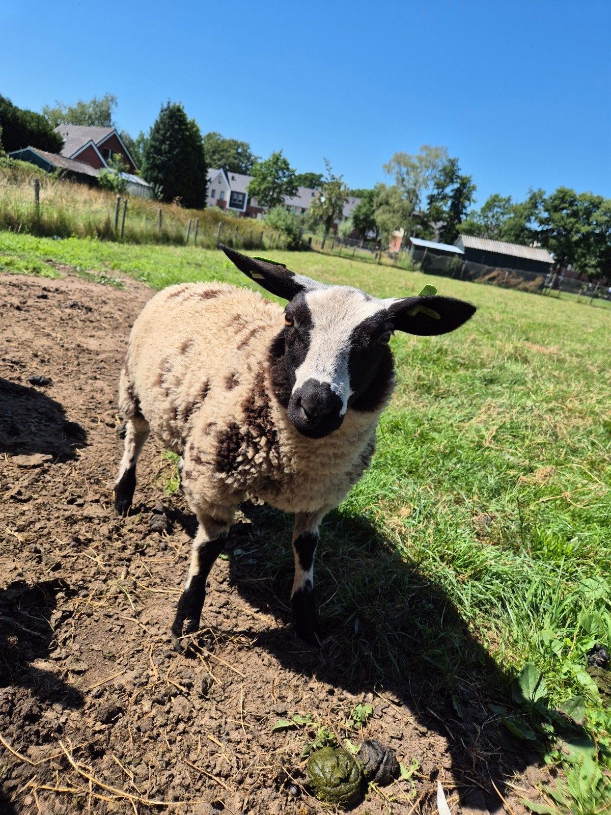 2 bonte ooilammeren, Dieren en Toebehoren, Vrouwelijk, Schaap, 0 tot 2 jaar