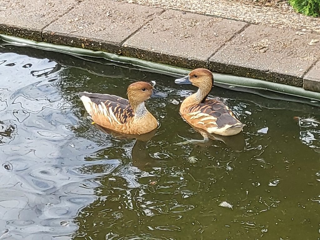 koppel gele fluiteenden boomeenden eend siereenden, Dieren en Toebehoren, Pluimvee, Meerdere dieren, Eend