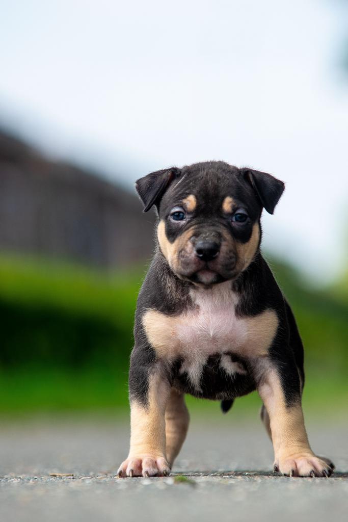 American Bully XL pups, Overige rassen, 8 tot 15 weken, Parvo, Meerdere