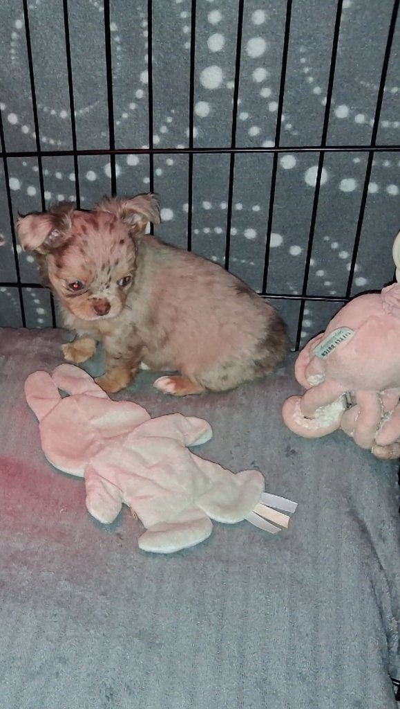 chihuahua choco merle, Dieren en Toebehoren, België, Particulier, Reu, CDV (hondenziekte)