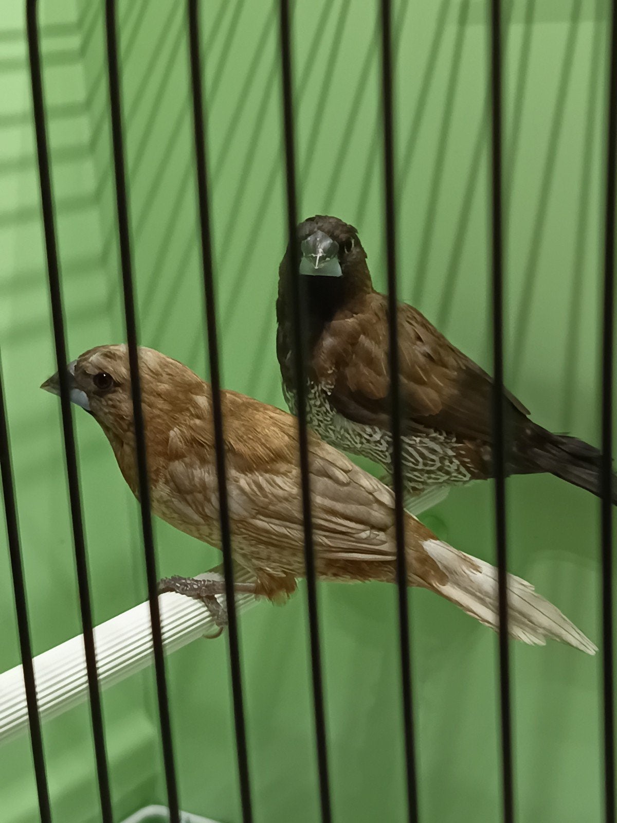 Koppel Japanse meeuwtjes, Dieren en Toebehoren, Tropenvogel