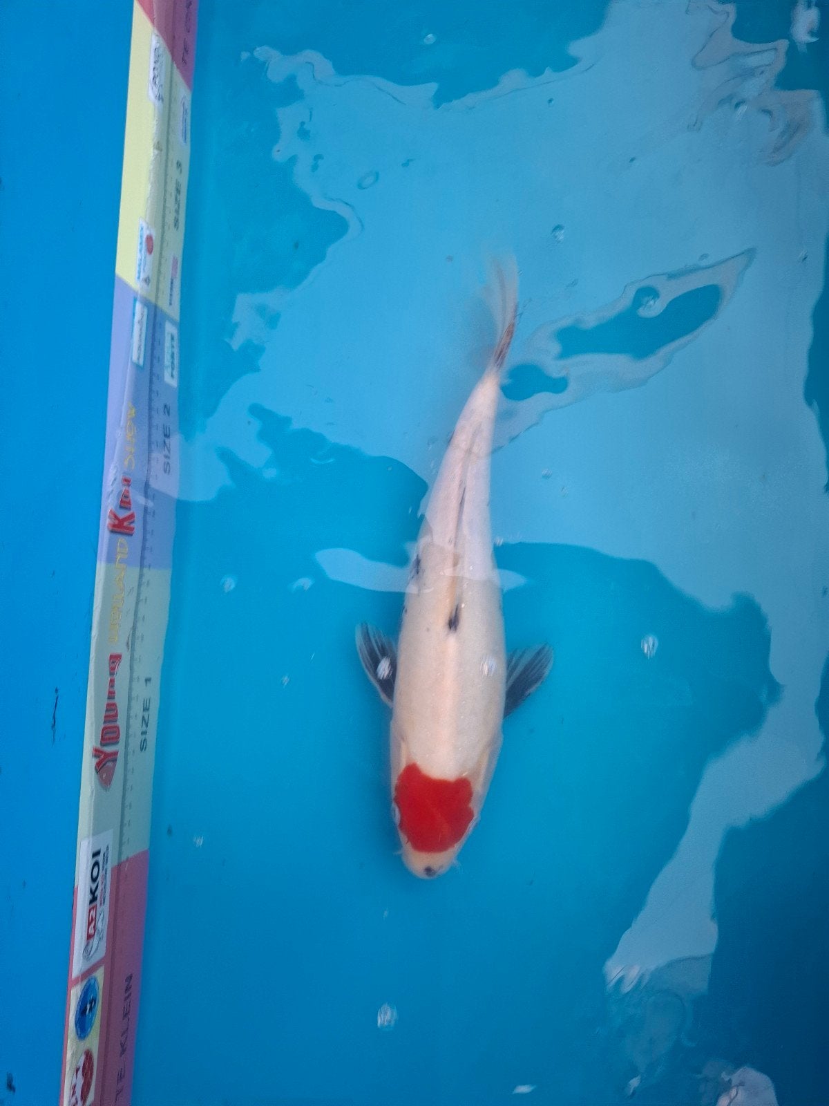 Tancho showa, Dieren en Toebehoren, Karper of Koi