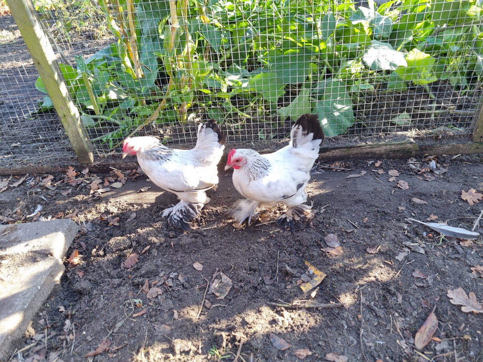 kipjes en haan, Dieren en Toebehoren, Meerdere dieren, Kip