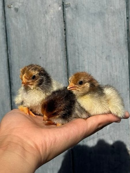 Cochin kriel kuikens, Geslacht onbekend, Kleurkanarie