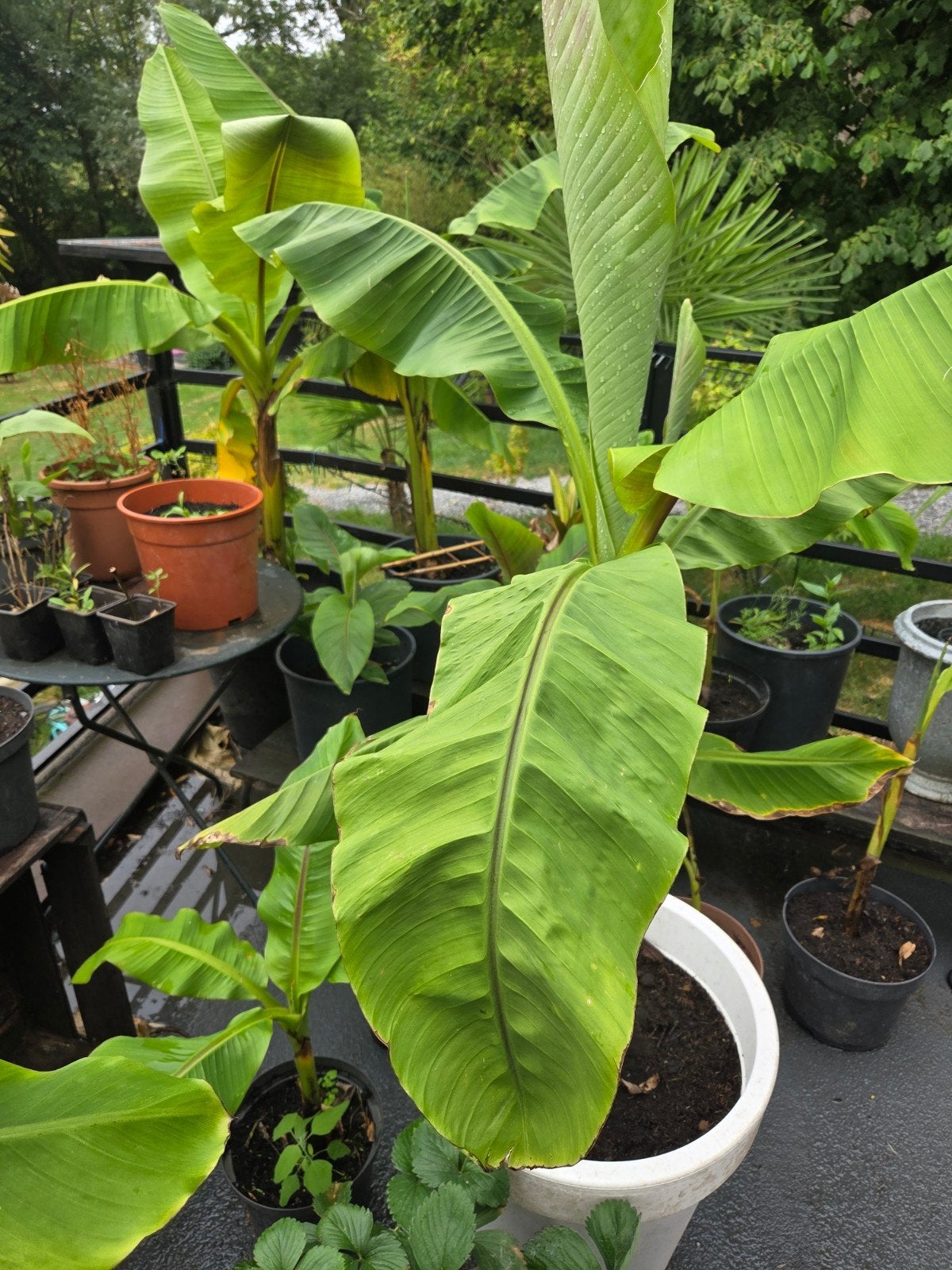 musa basjoo bananenplanten, Tuin en Terras, Ophalen, Overige soorten, Volle zon