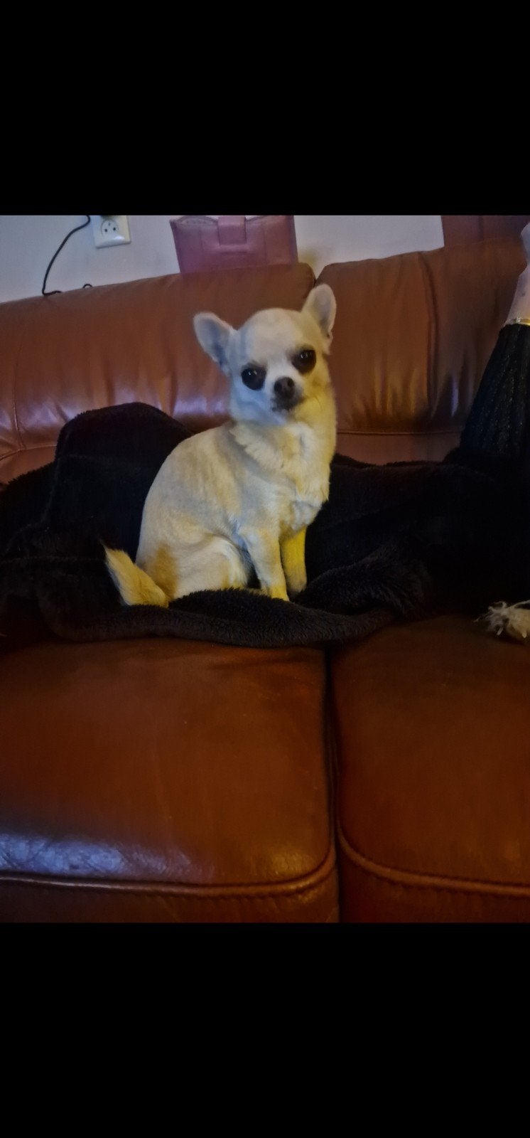 Liefdevol huisje gezocht Chihuahua, Dieren en Toebehoren, Honden | Chihuahua's en Gezelschapshonden, 6 jaar of ouder, Teef, Eén hond