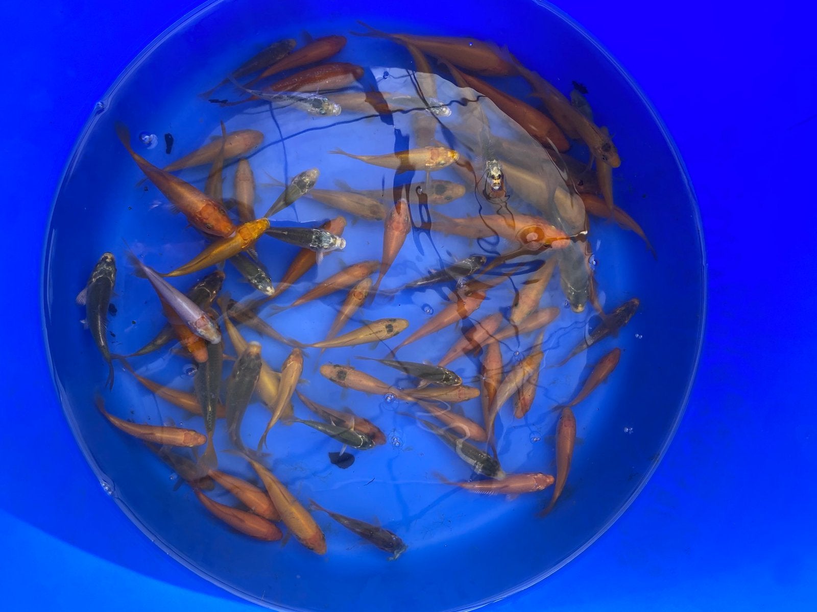 Jonge koi diverse kleuren 5 - 10 cm, Dieren en Toebehoren, Vissen | Vijvervissen, Karper of Koi