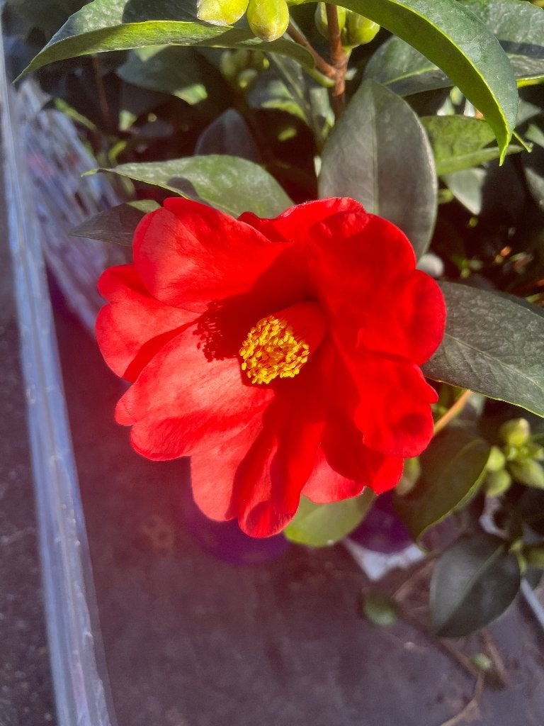 Nieuwe Camellia 'Summer Nights' - Prachtige Rode Bloemen, Vaste plant, Halfschaduw, Winter, Ophalen