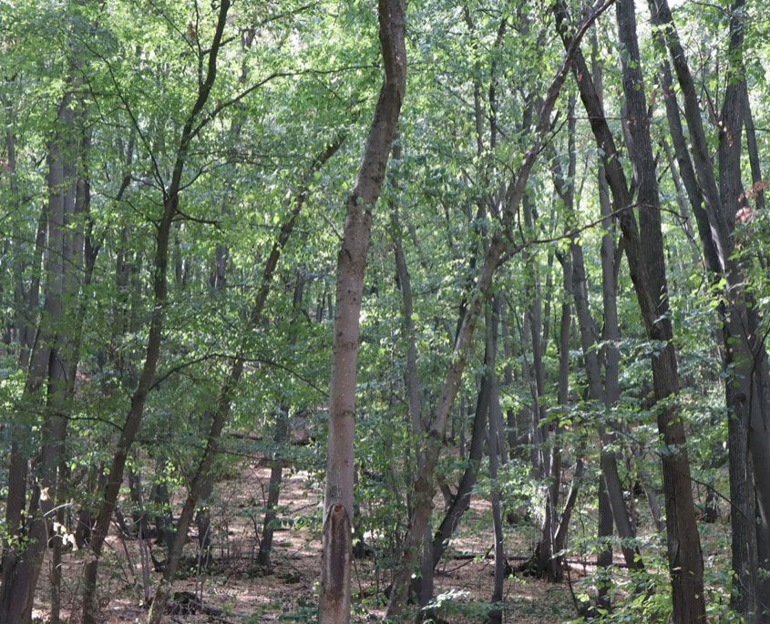 54.791 m² bosgrond (één perceel) - Kostel - Bulgarije, Ophalen, Volle zon, Overige soorten