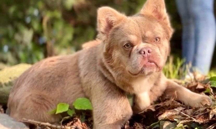 Franse Bulldog-dekreu, Reu, 1 tot 2 jaar, Parvo, Eén hond