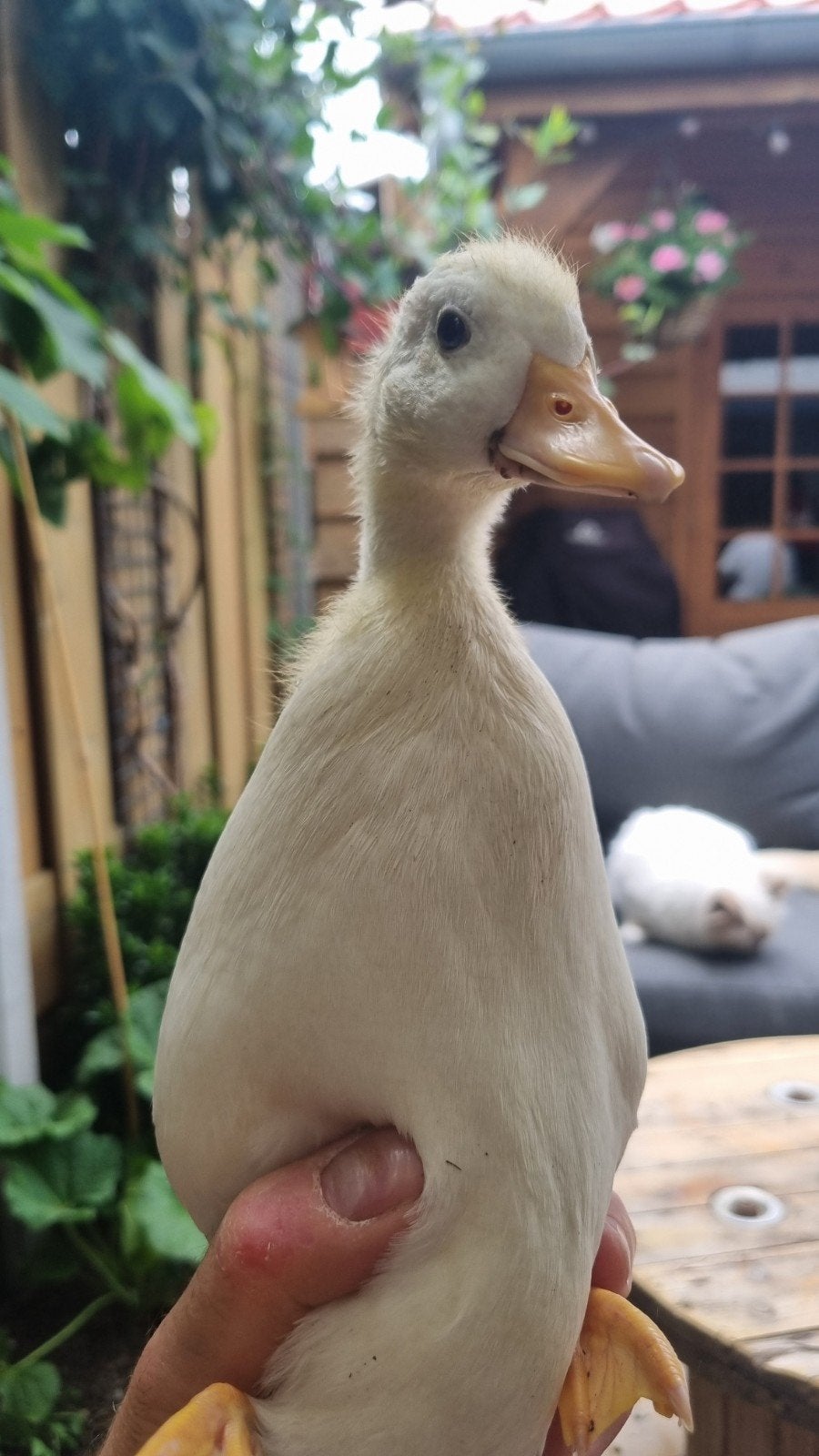 2 hand tamme kwakers, Dieren en Toebehoren, Pluimvee, Eend, Geslacht onbekend