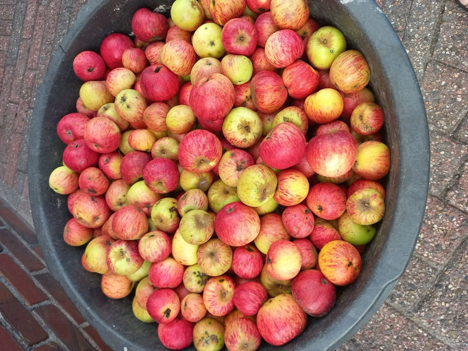 Verse appels van eigen oogst, Diversen, Ophalen