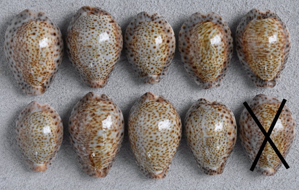 Schelpen: Cypraea turdus 27,5-33mm (Gem) Aruba!, Ophalen of Verzenden, Schelp(en)