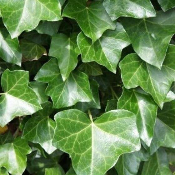 Hedera hibernica (klimop) 9cm pot 3 planten p.pot, Ophalen of Verzenden, Overige soorten, Minder dan 100 cm