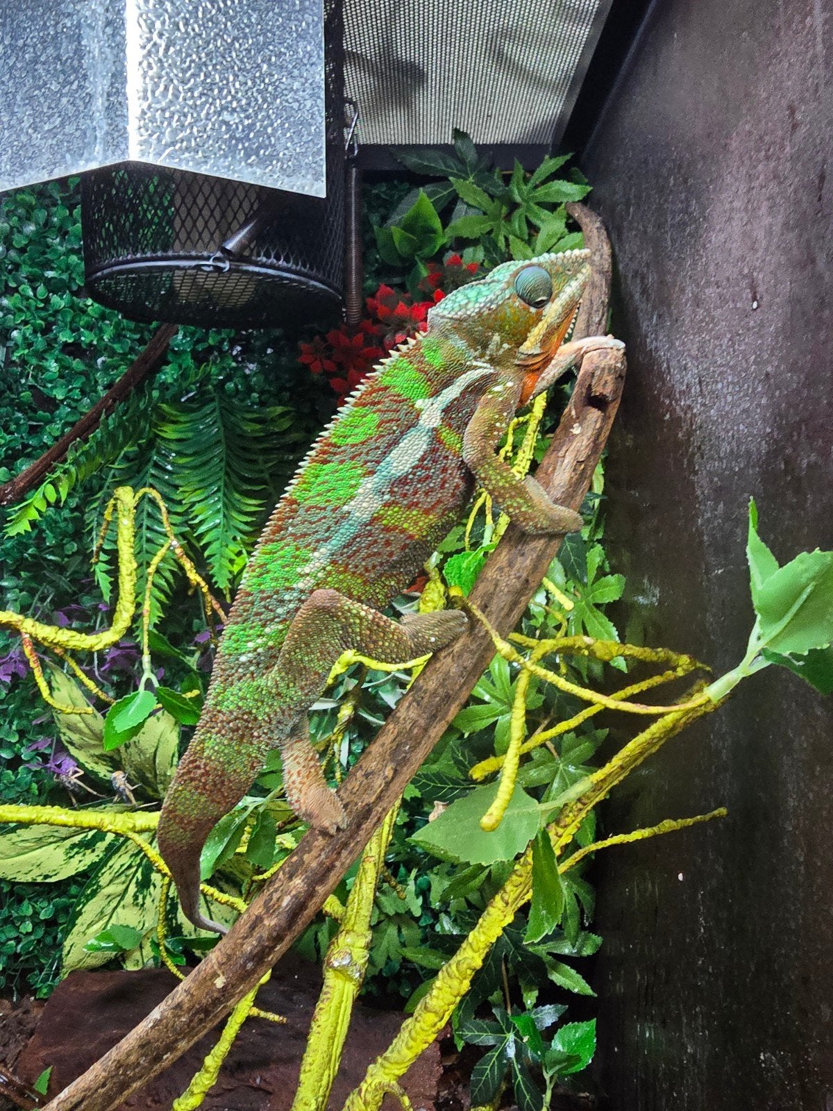 Prachtige panterkameleon (Furcifer pardalis 'Ambilobe'), Hagedis, 0 tot 2 jaar