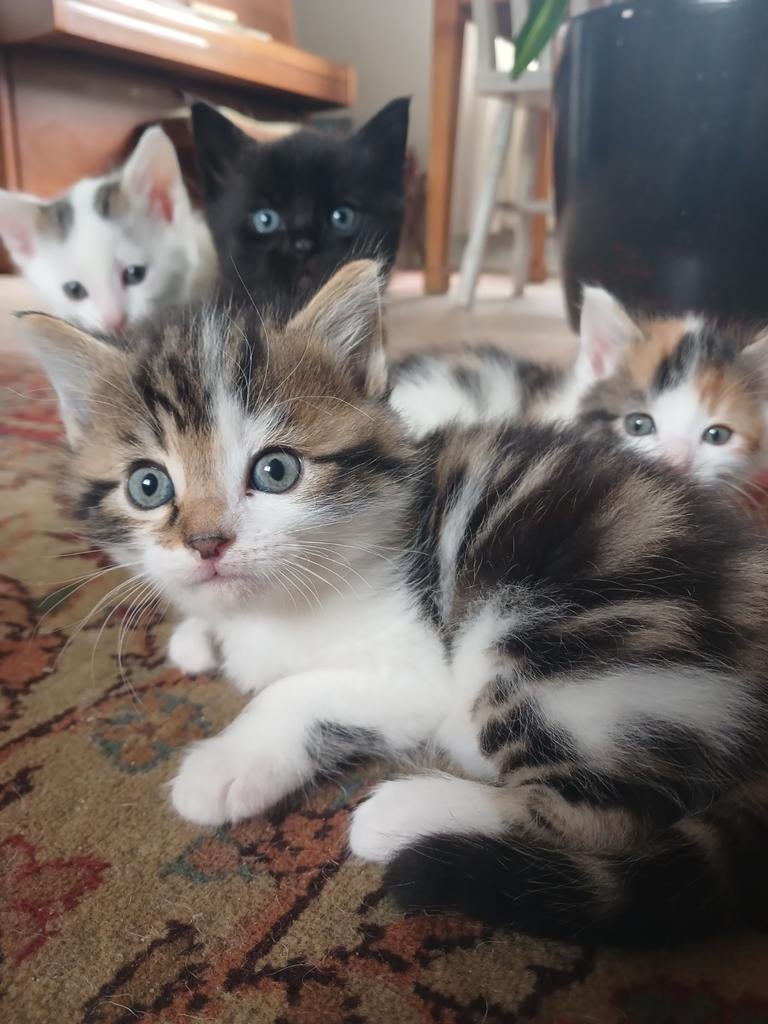 4 schattige kittens, Meerdere dieren, Kortharig, 0 tot 2 jaar