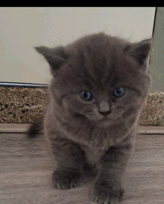 Ultra fluffy britsekorthaar/blauwe rus kittens