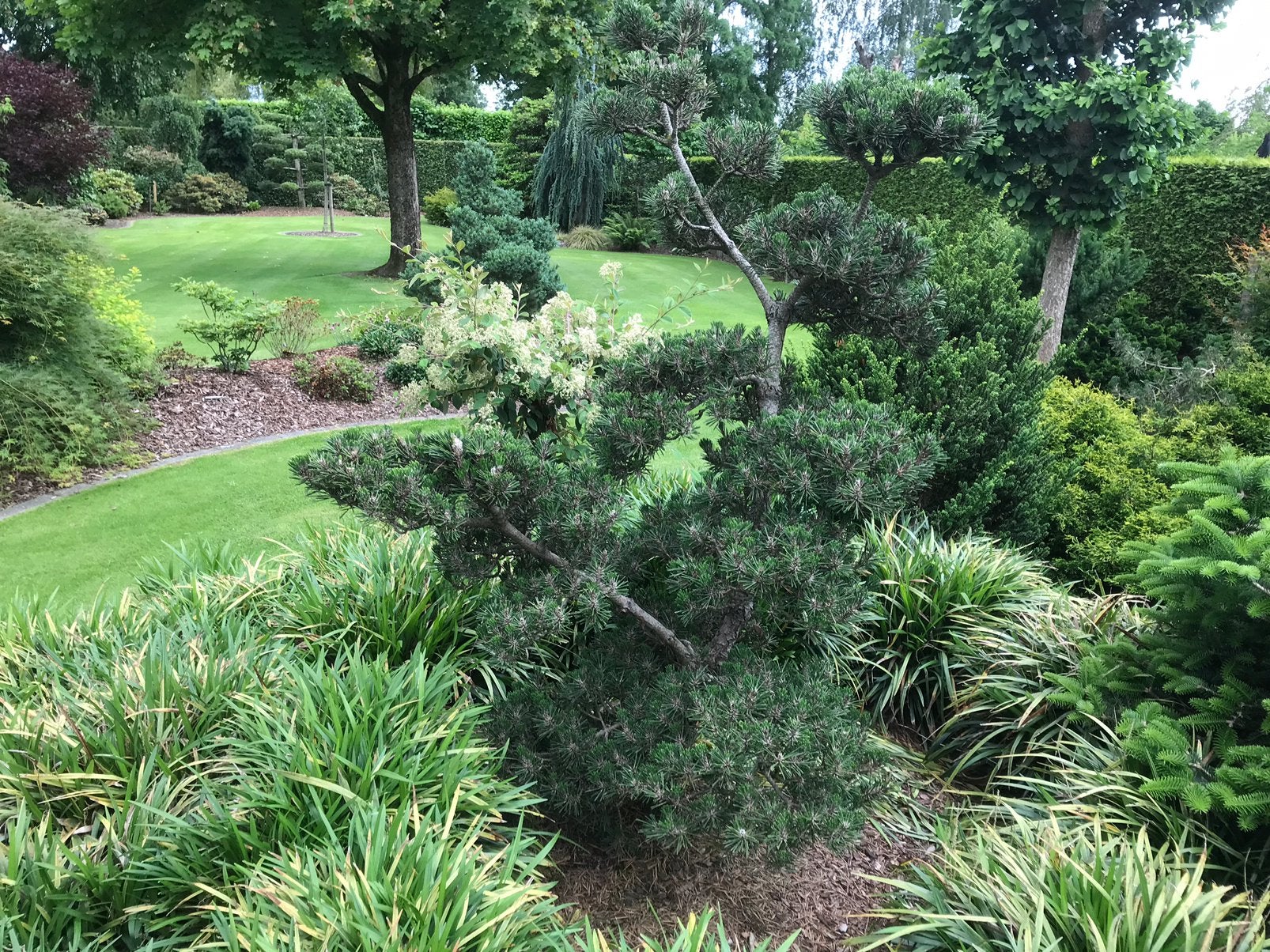 Te koop vormsnoei Pinus thungbergi kotobuki Niwaki, Tuin en Terras, Ophalen, Vaste plant, Overige soorten, Volle zon