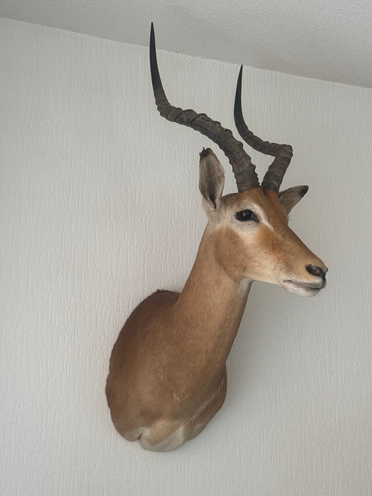 Opgezette Impala Kop - Set van 2, Ophalen, Zo goed als nieuw, Wild dier, Opgezet dier
