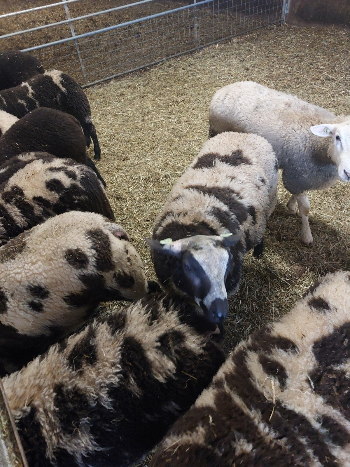 Te koop bonte ramlammeren, Dieren en Toebehoren, Mannelijk, Schaap
