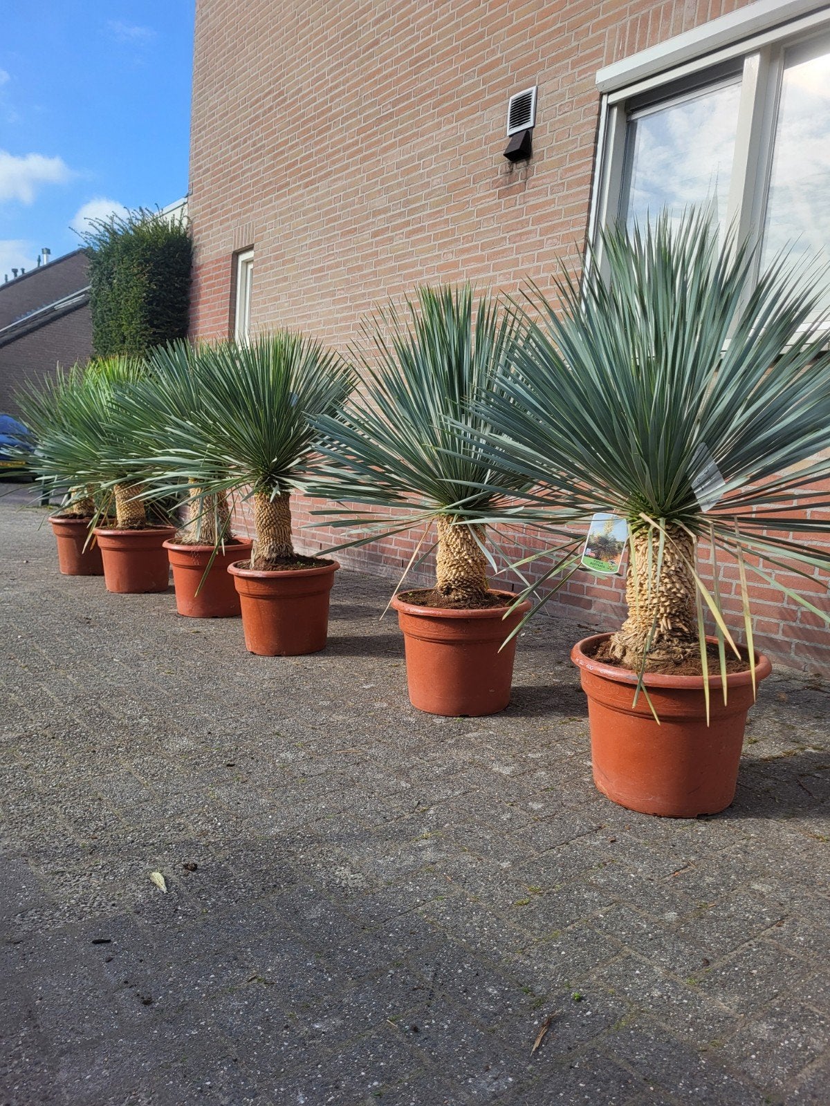 Yucca rostrata verkoop deze zondag 14 juni, Ophalen of Verzenden, Overige soorten, Volle zon