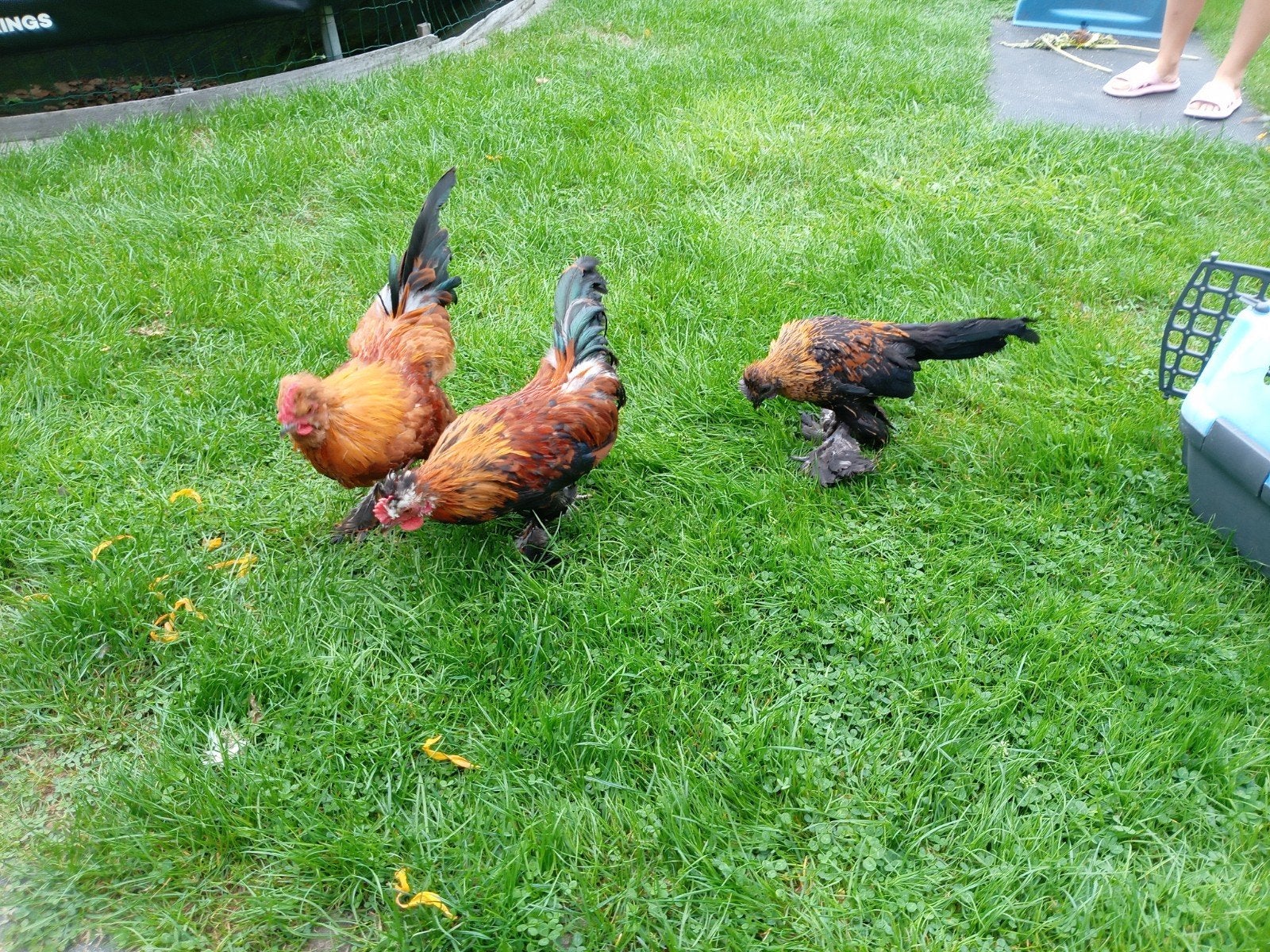 3 haantjes gratis, Dieren en Toebehoren, Pluimvee, Mannelijk, Kip