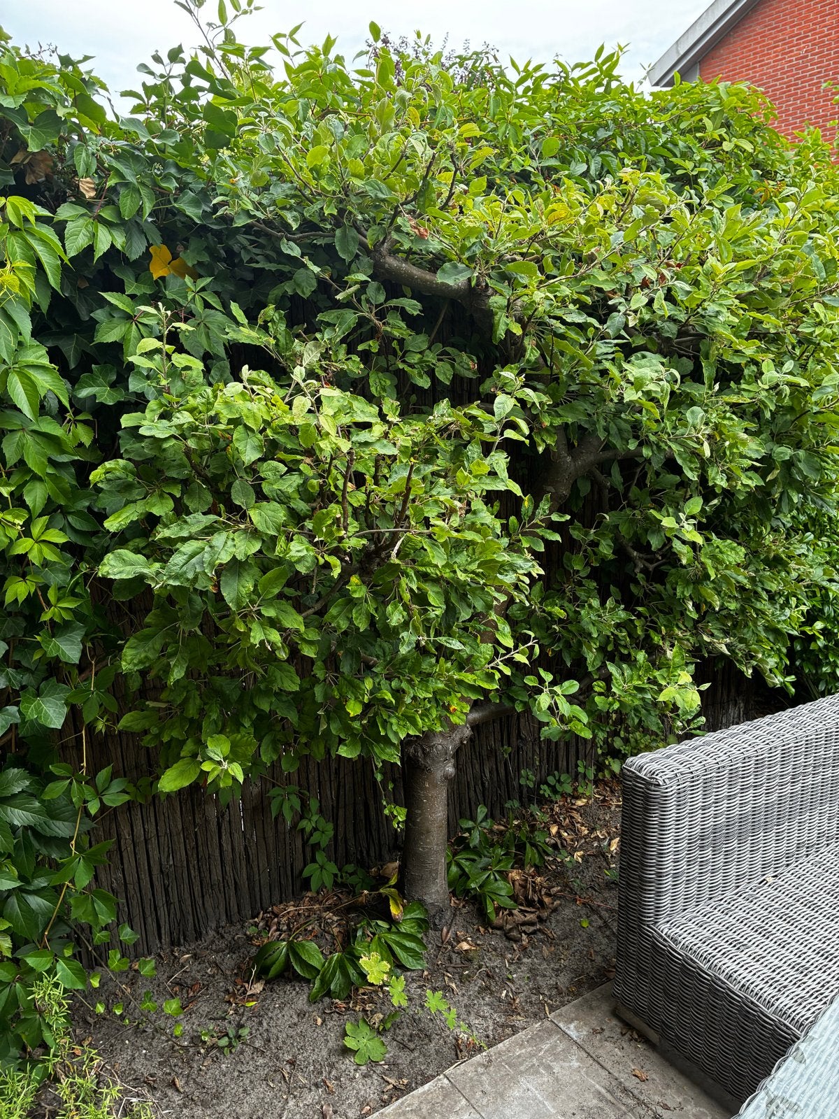 Compacte appelboom, ideaal voor kleinere tuinen, Ophalen, Lente, Volle zon, Appelboom